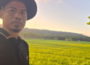 150 Hektare Sawah di Lasalimu Selatan Terancam Gagal Panen, DPRD Buton Desak Respons Pemerintah